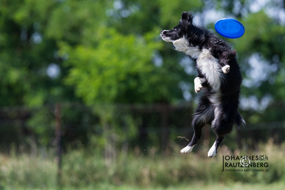 KMARCh 2015 Dogfrisbee